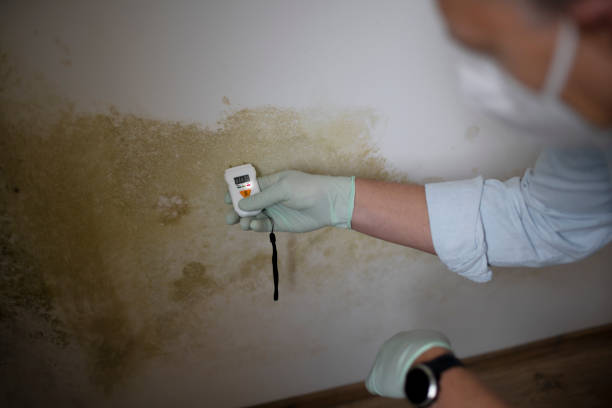 Mold Removal Process in Millport, AL